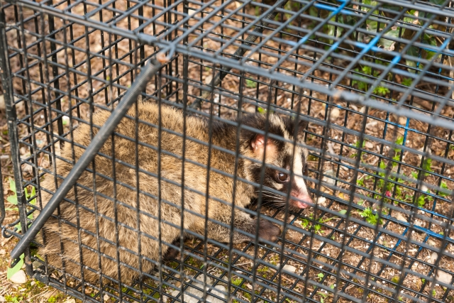 このメディアは、ハクビシンの被害に悩む人々が効果的な対策を実践し、被害を軽減または解消できるようになることを目指しています。